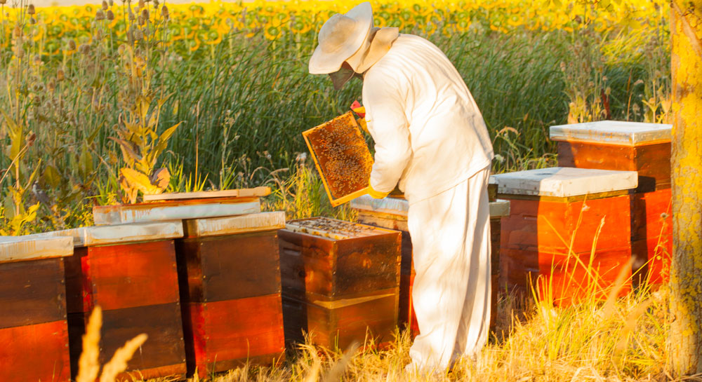 apicultor con abejas