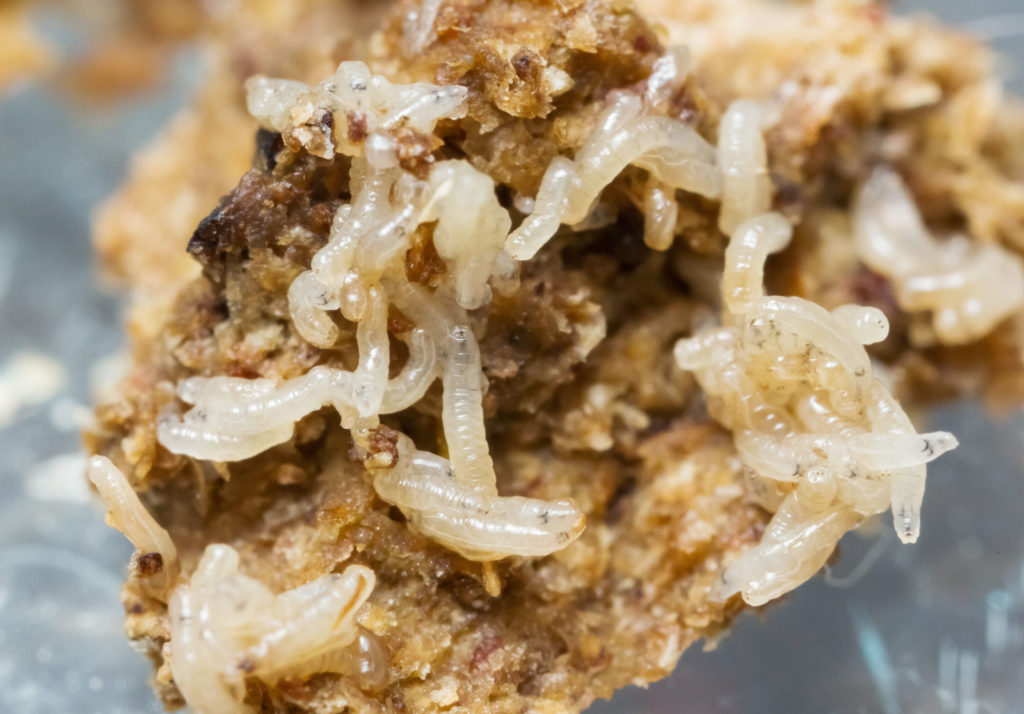 Larvas de mosca