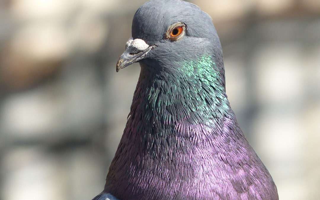 Información biológica de las palomas